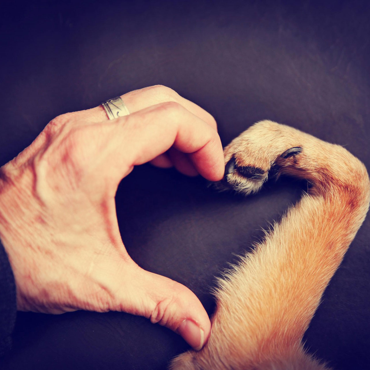 Hand Paw Heart