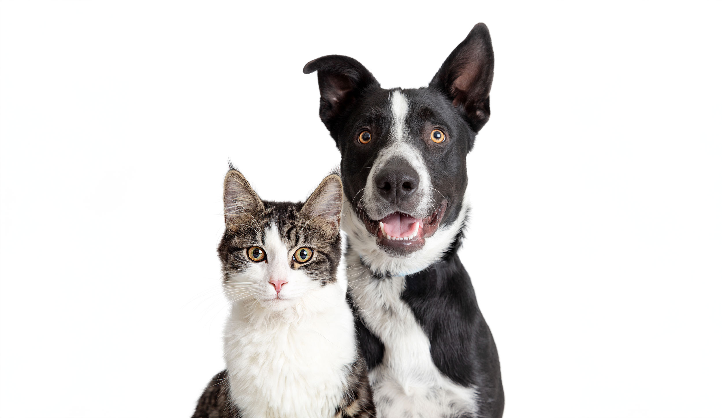 Cat and Dog on White Background