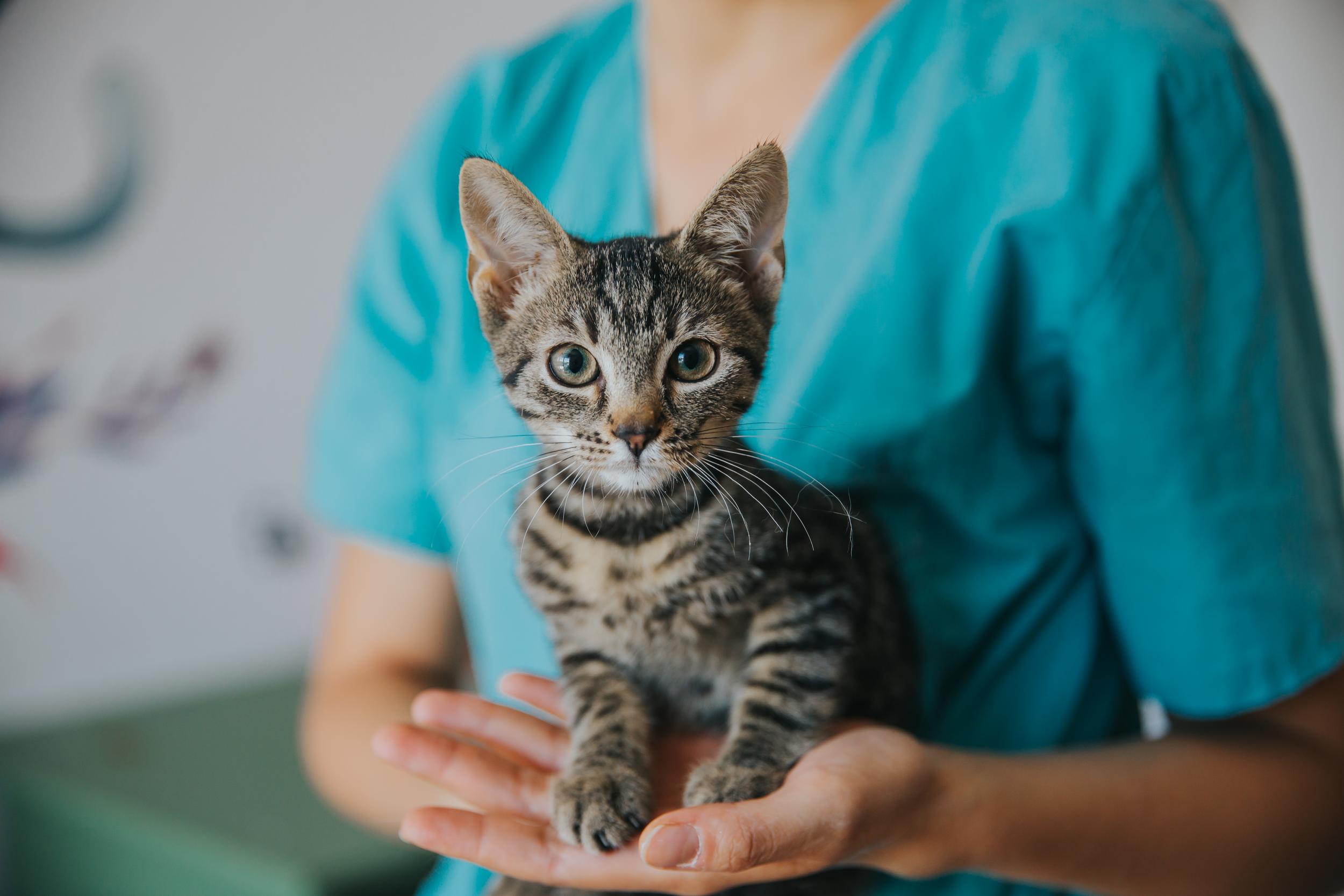 Person Holding Brown Striped Kitten