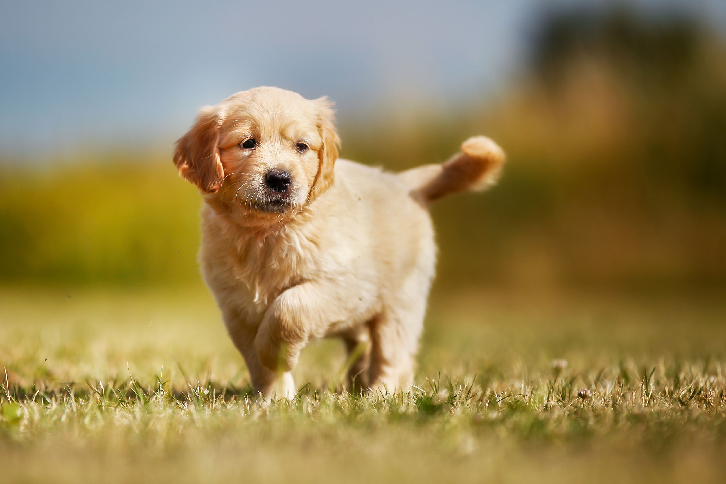 Golden Retriever in Grass