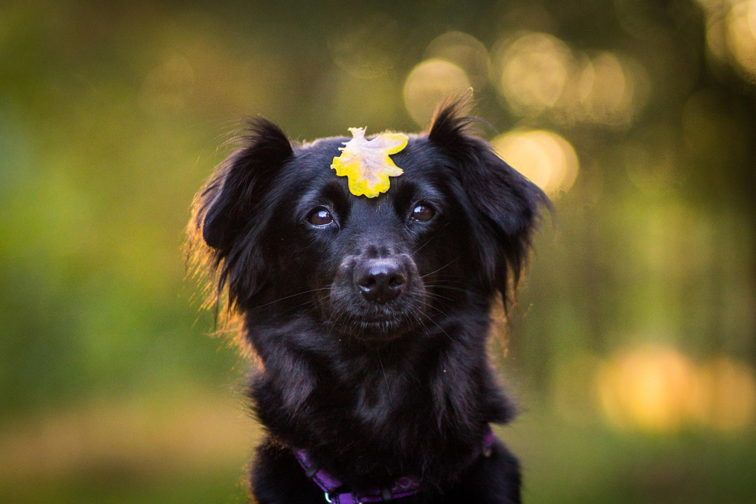 Black dog with autumn leaf 