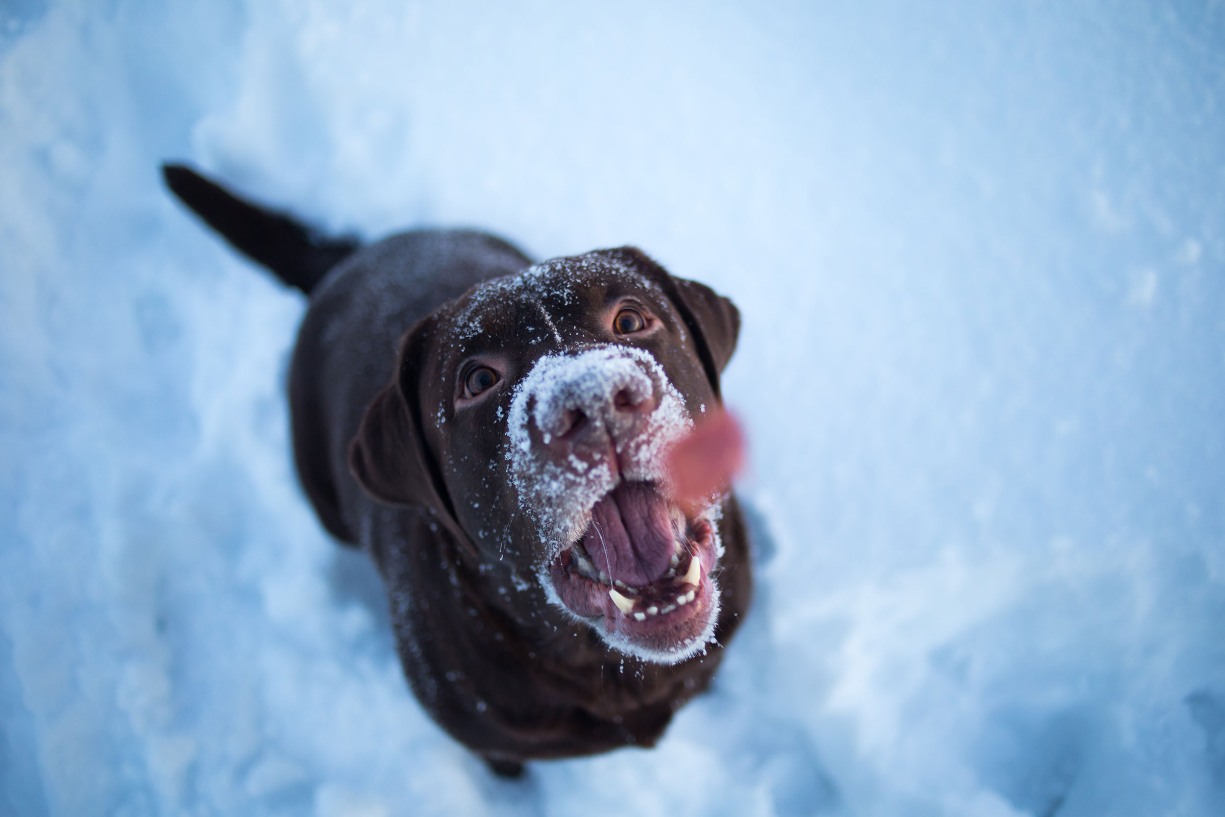 Labrador Catching Treat in Snow