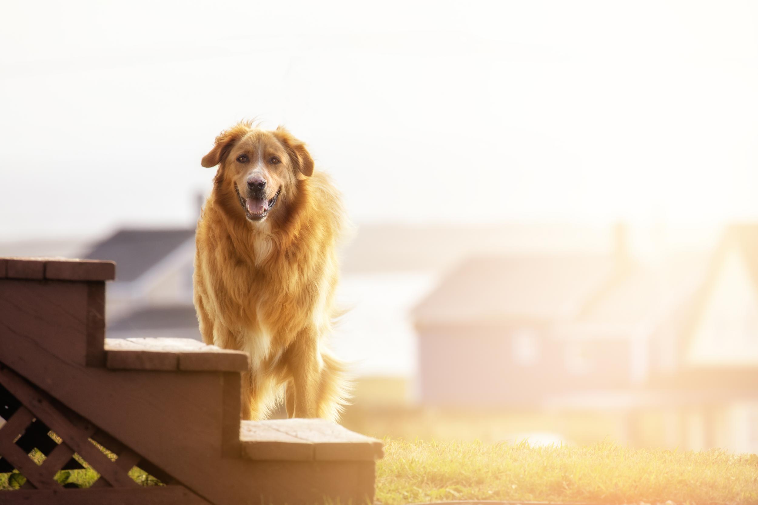 Golden Retriever Next to Steps