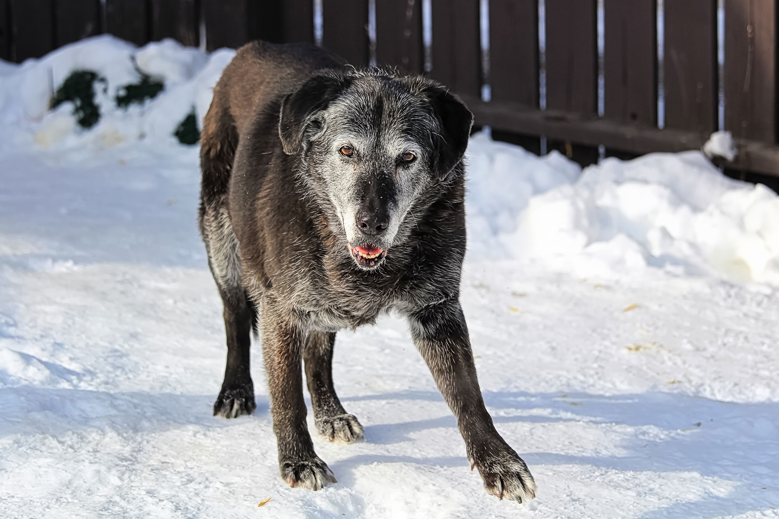 Senior Dog in Snow