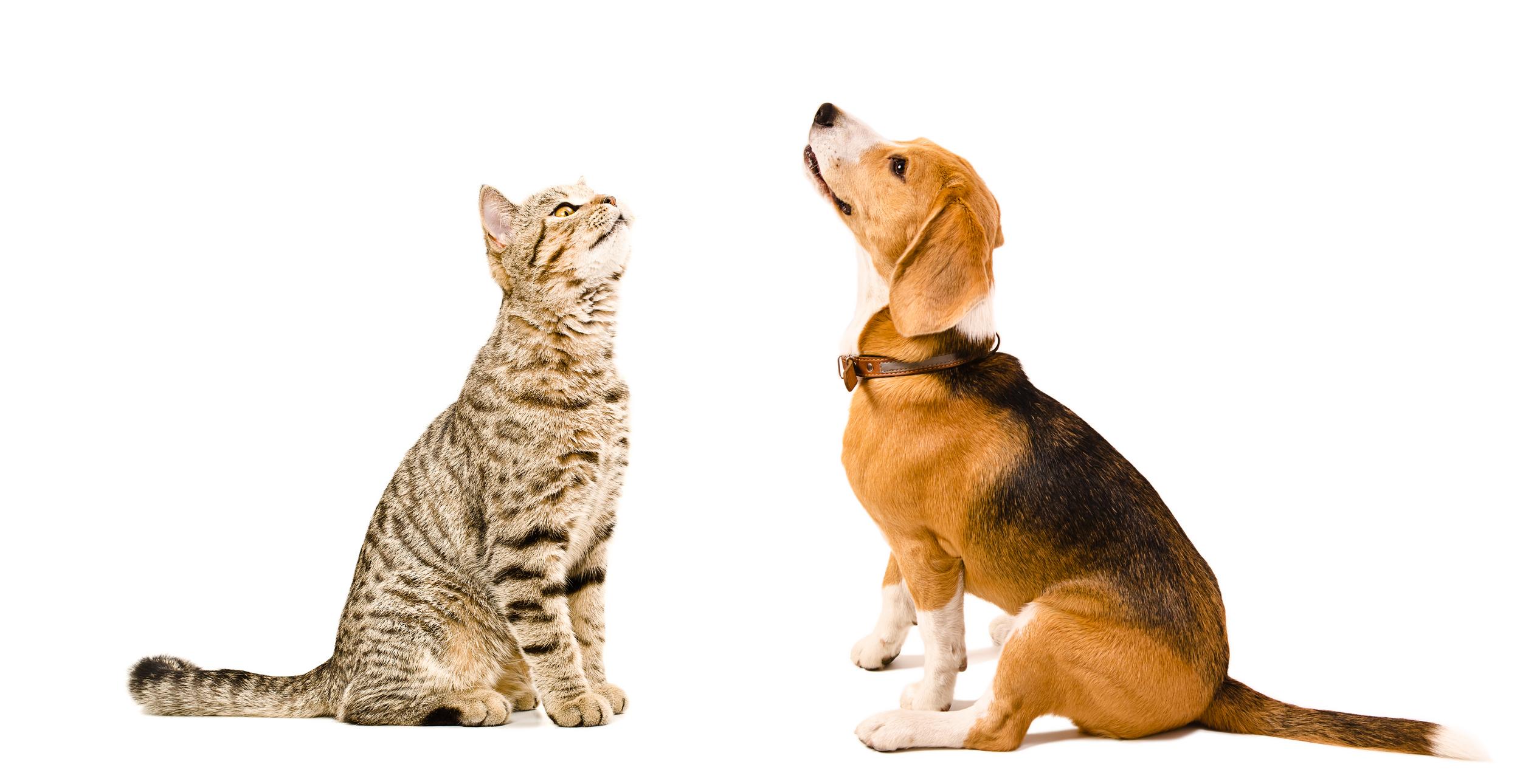 Dog and Cat Facing Each Other on White Background