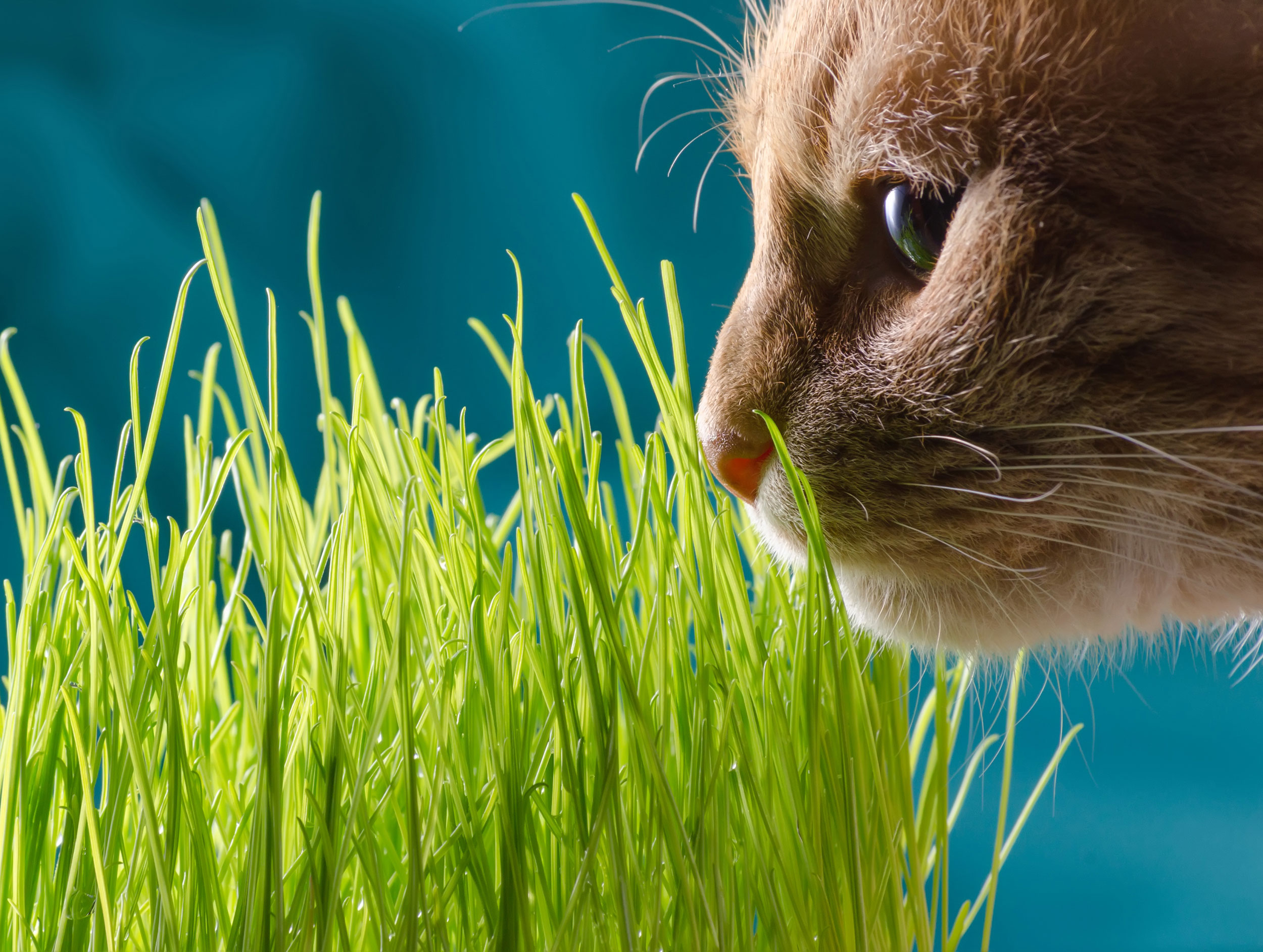 Cat Sniffing Grass