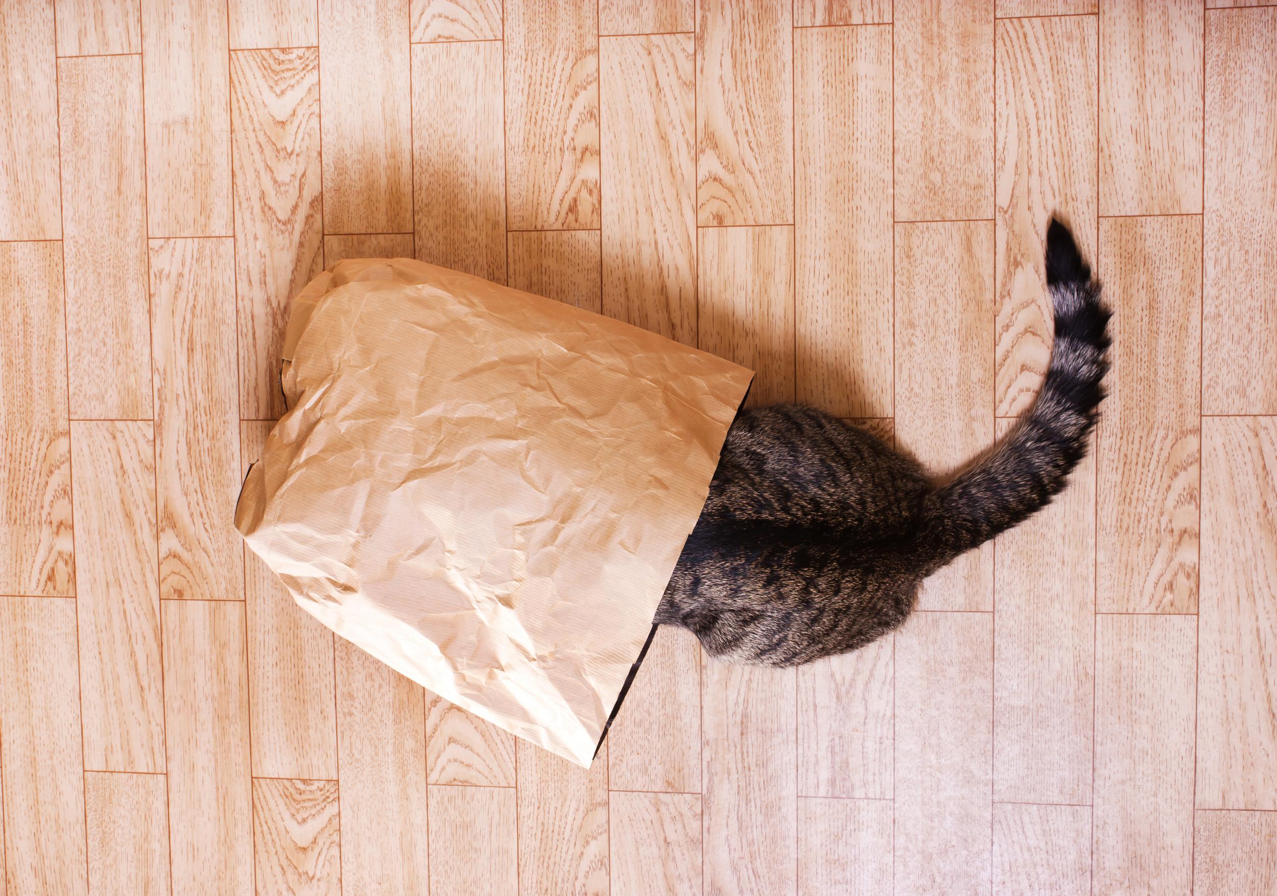 Cat Playing in Paper Sack