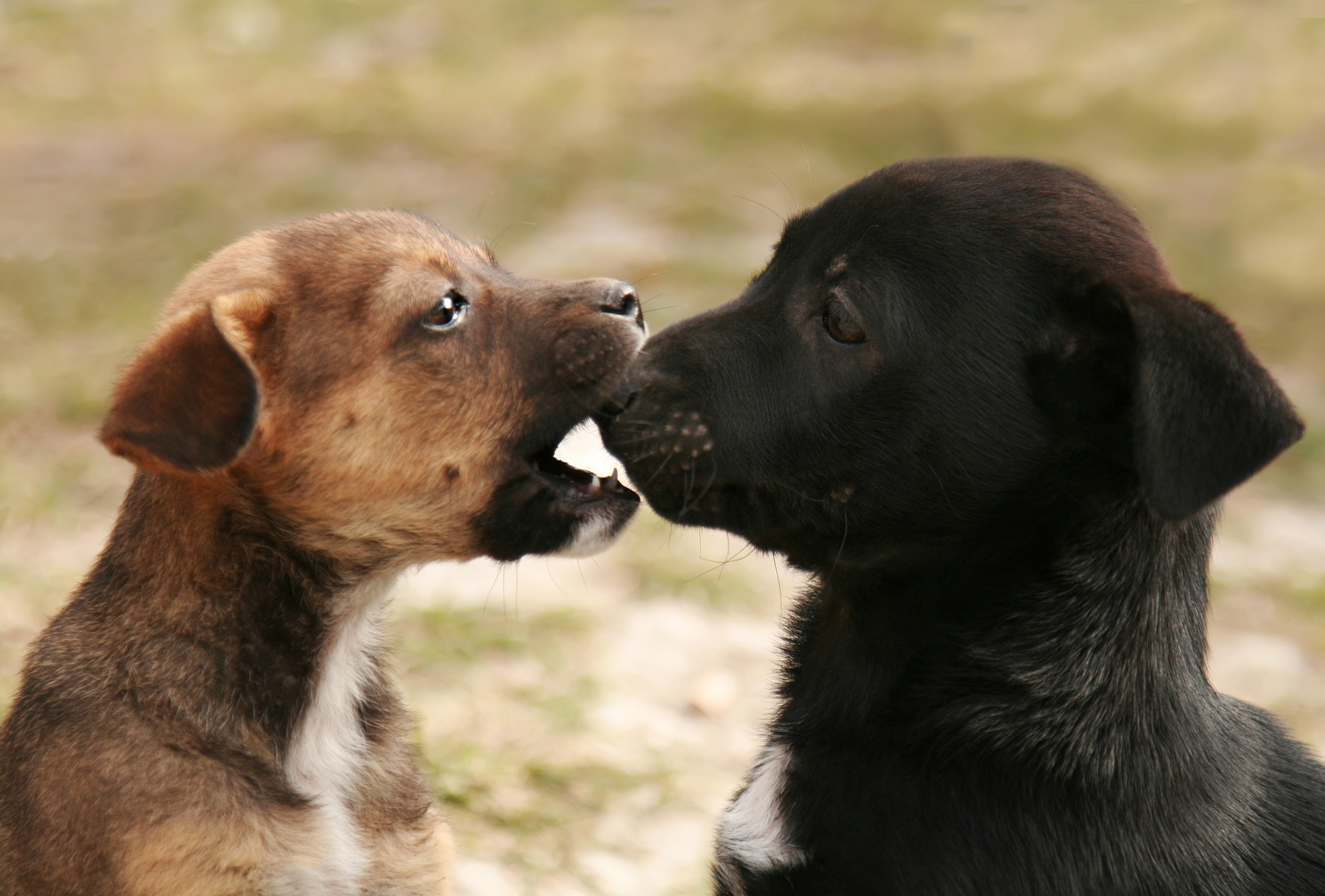 Two Puppies Playing