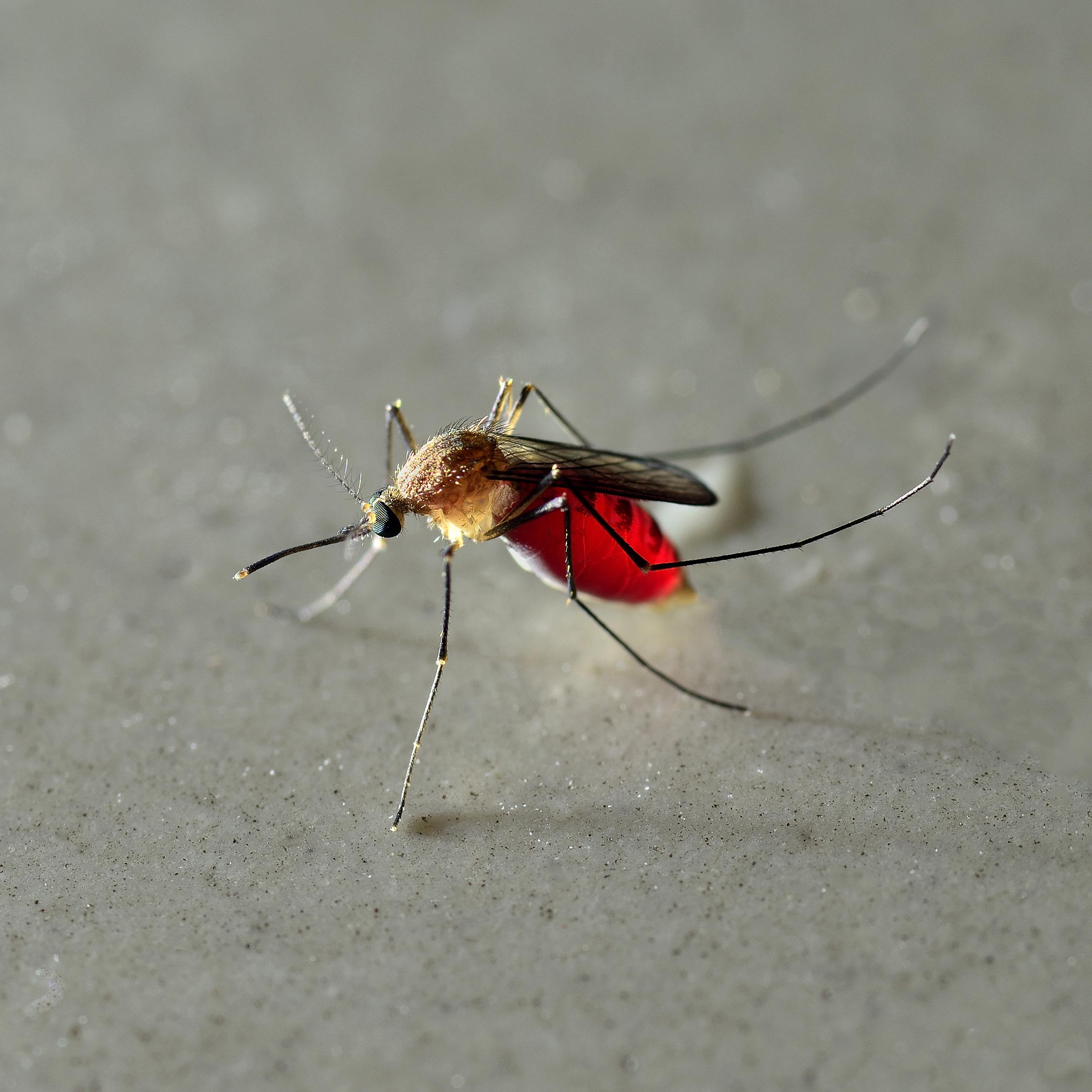 Mosquito Full of Blood