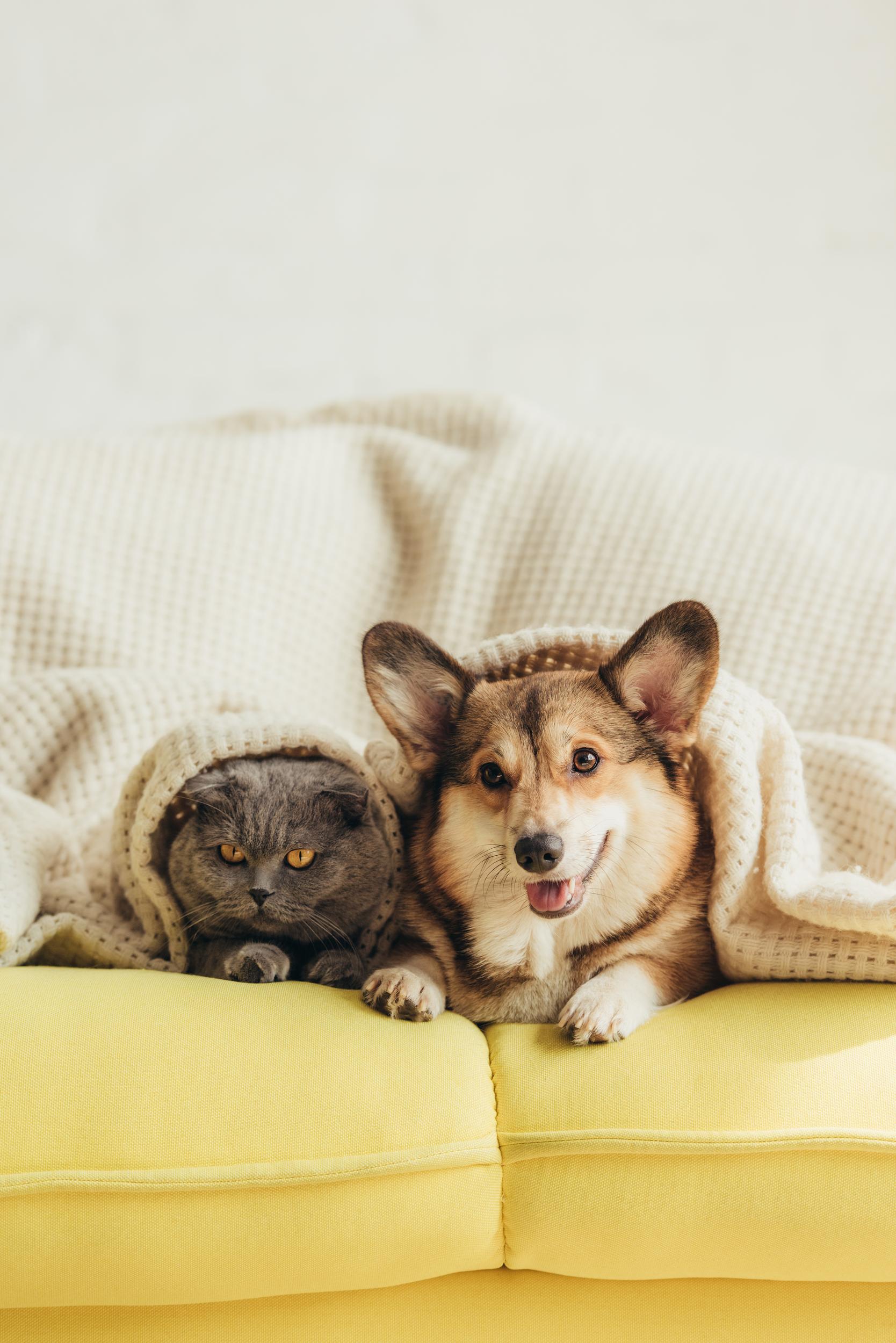 welsh corgi dog and cat lying under blanket on sofa