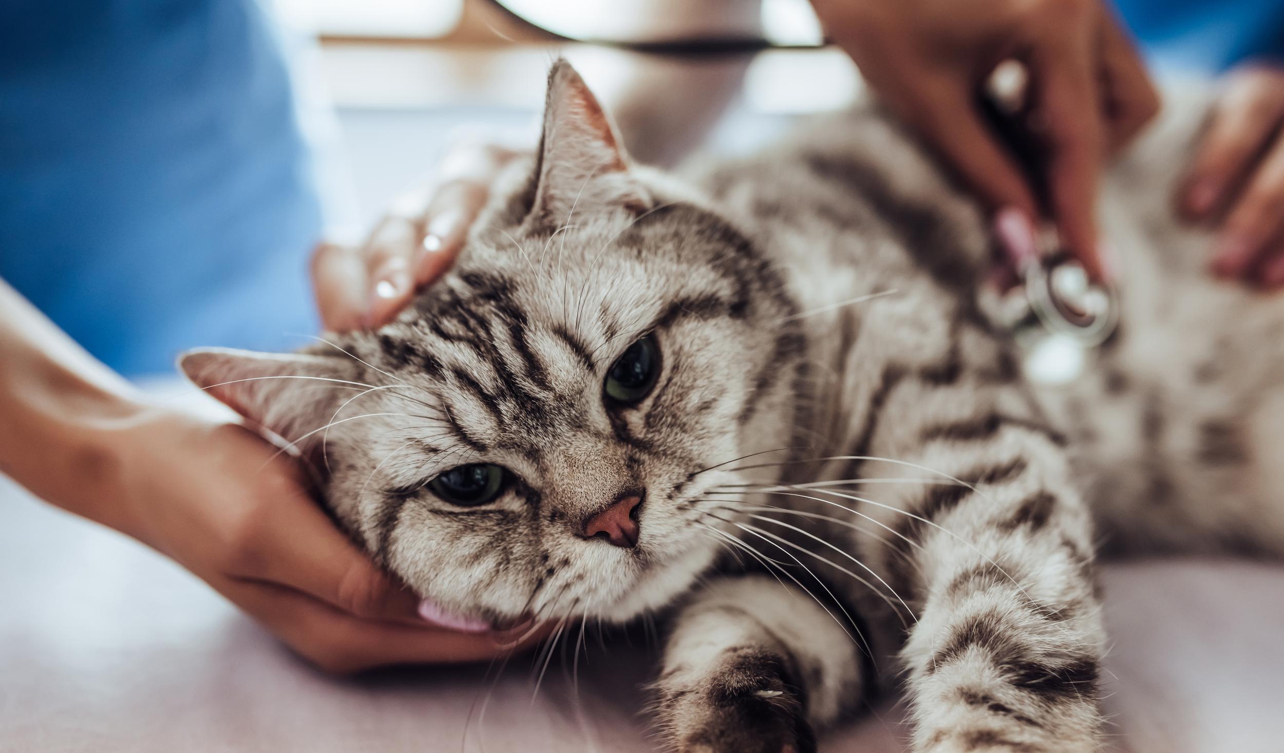 Grey and White Striped Cat Getting Exam