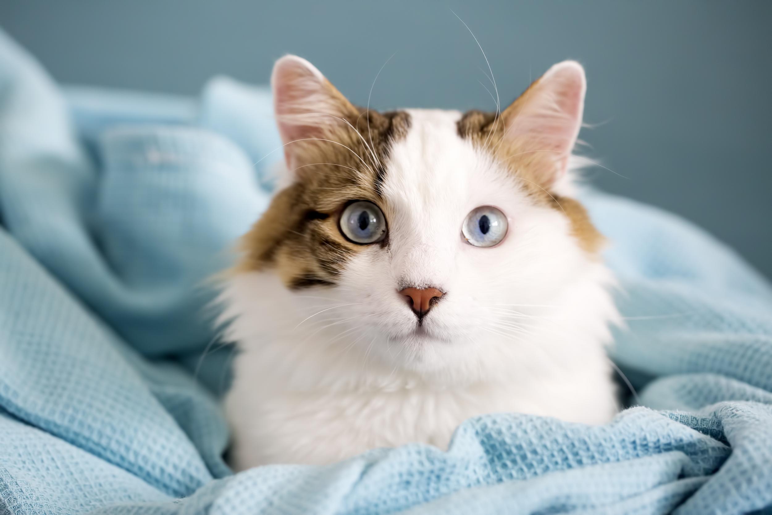 Brown and White Cat in Teal Blanket