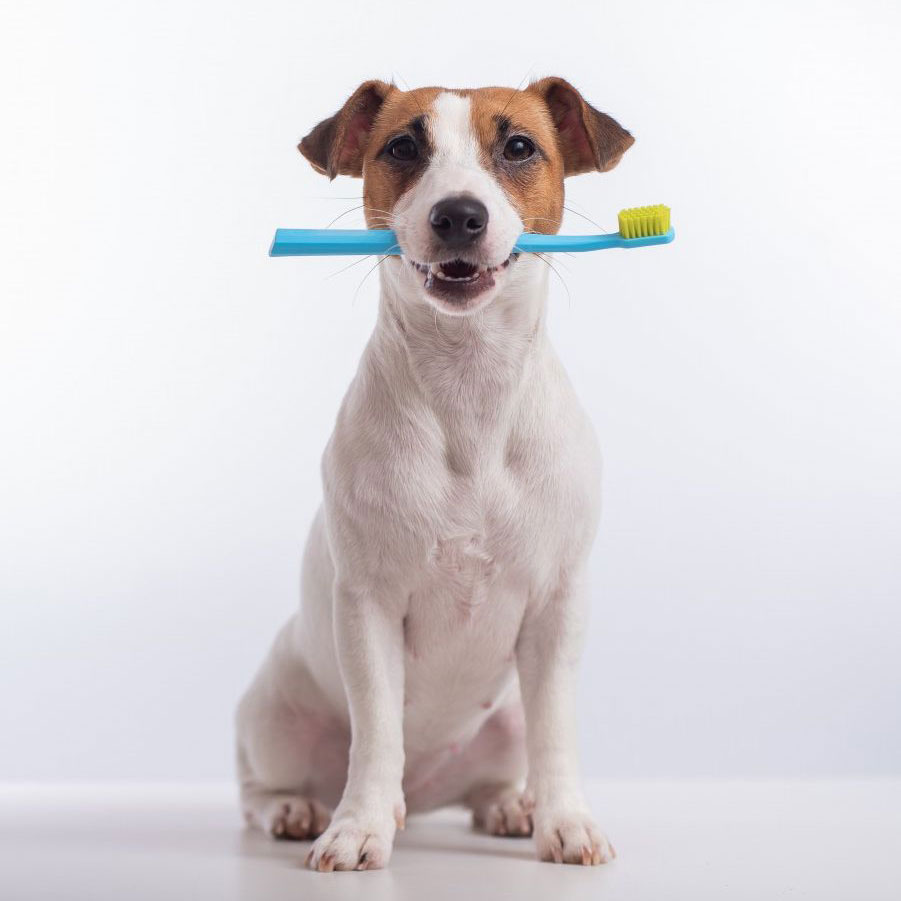 Dog With Toothbrush
