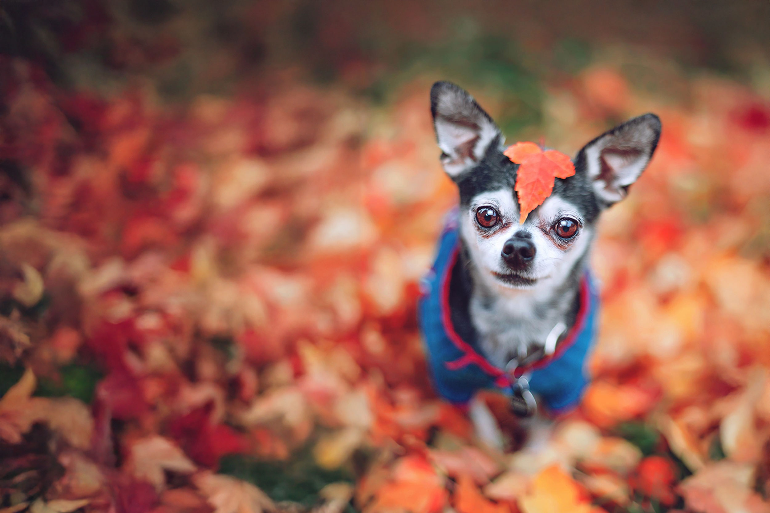 Dog In Pile of Leaves