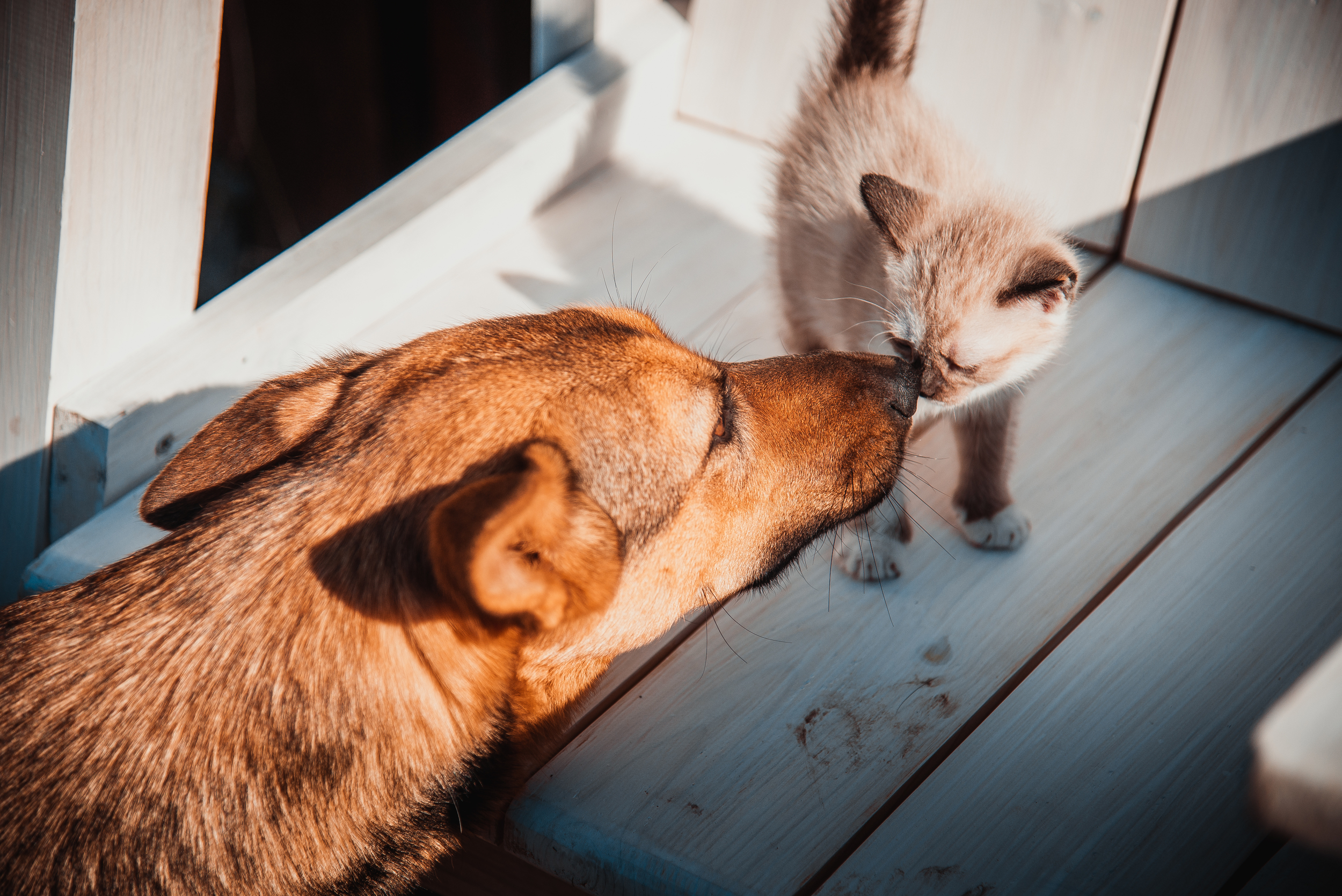 Dog Sniffing Kitten on Outdoor Patio